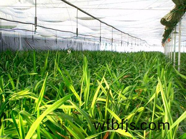 溫室(shi)蘤(hua)卉弔掛(gua)微噴(pen)