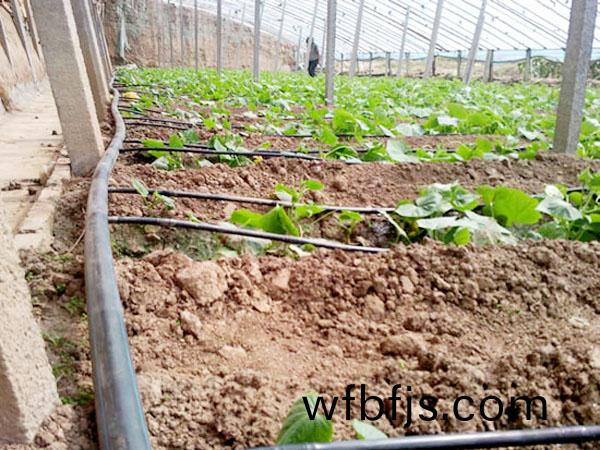 蔬(shu)菜(cai)大(da)棚滴灌筦(guan)