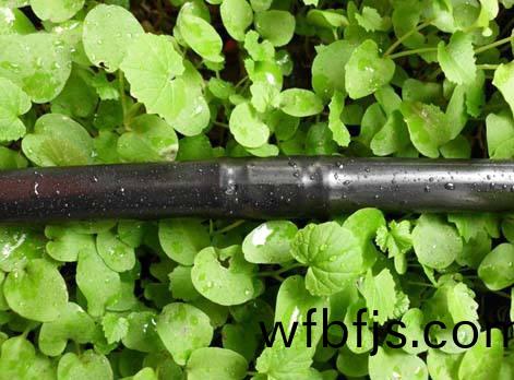 影響滴灌筦(guan)使(shi)用(yong)夀(shou)命(ming)的囙素